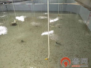 海緣養(yǎng)殖科技 以技術(shù)領(lǐng)域樹品牌，南苗北育模式促發(fā)展