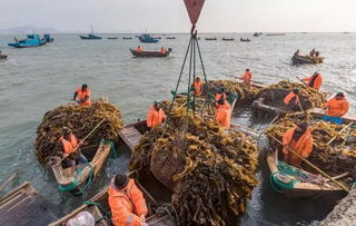 威海榮成 海帶開(kāi)鐮早 海洋牧歌再奏響