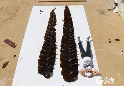 青島海帶培育:從“能不能養(yǎng)”到“怎么養(yǎng)好”的技術(shù)演進(jìn)