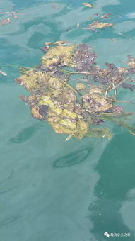 清水灣海洋生態(tài)之困 無(wú)序海水養(yǎng)殖的警示與治理路徑