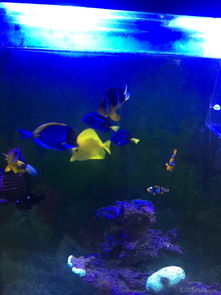 昌平北七家海水魚(yú)友出養(yǎng)定老魚(yú)，限同城打包自提，共探海水養(yǎng)殖技術(shù)交流