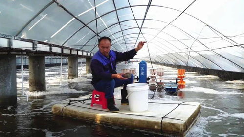 科技賦能，廣西養蝦產業“火”出圈 一年五造，畝產8000斤背后的技術革命