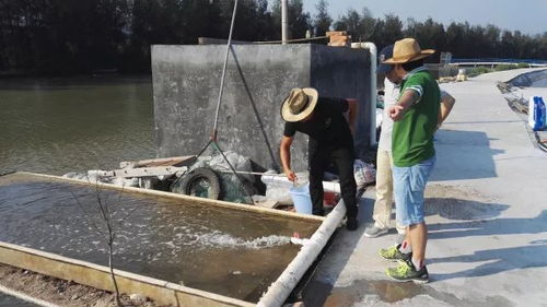 “共享池塘”引領海水養殖革新，天敵共存黑科技入選省級重點研發計劃